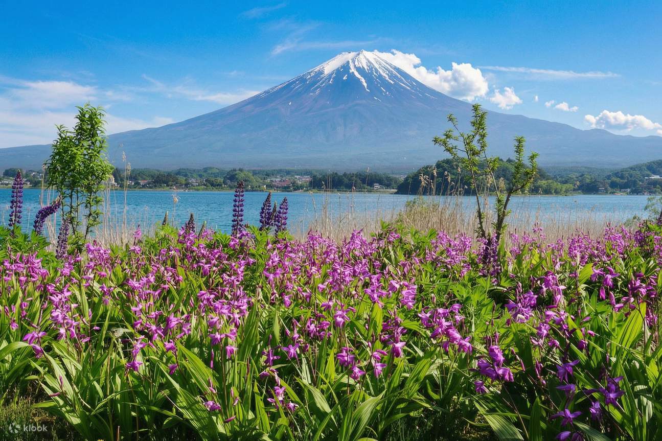 Limited-time Special] Mount Fuji Internet-famous Scenic Spot Day